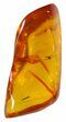 Detailed Fossil Fly (Diptera) In Baltic Amber - Jewelry Quality #59397-1
